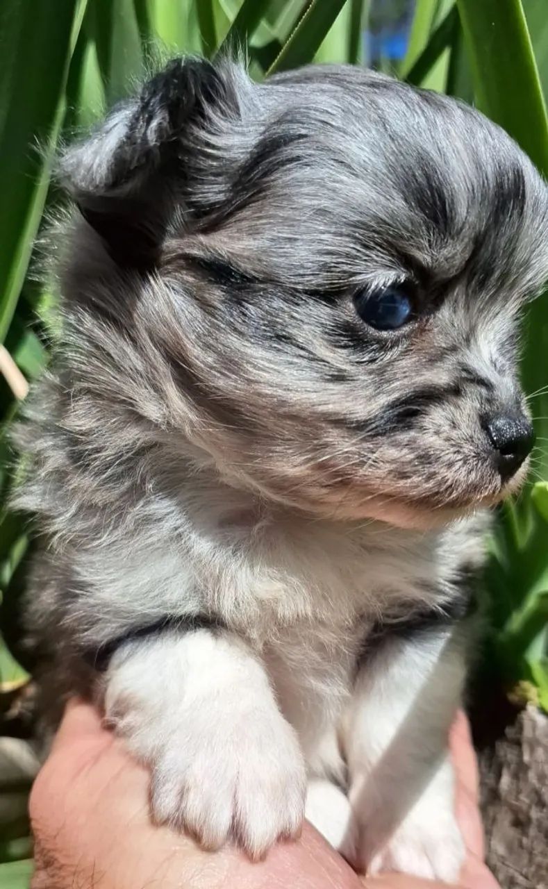 Chihuahuas  - Foto 2