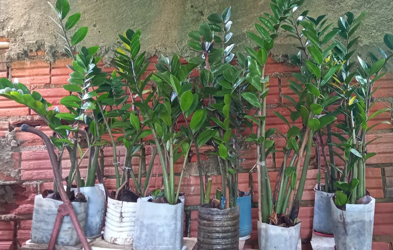 Planta zamioculca
