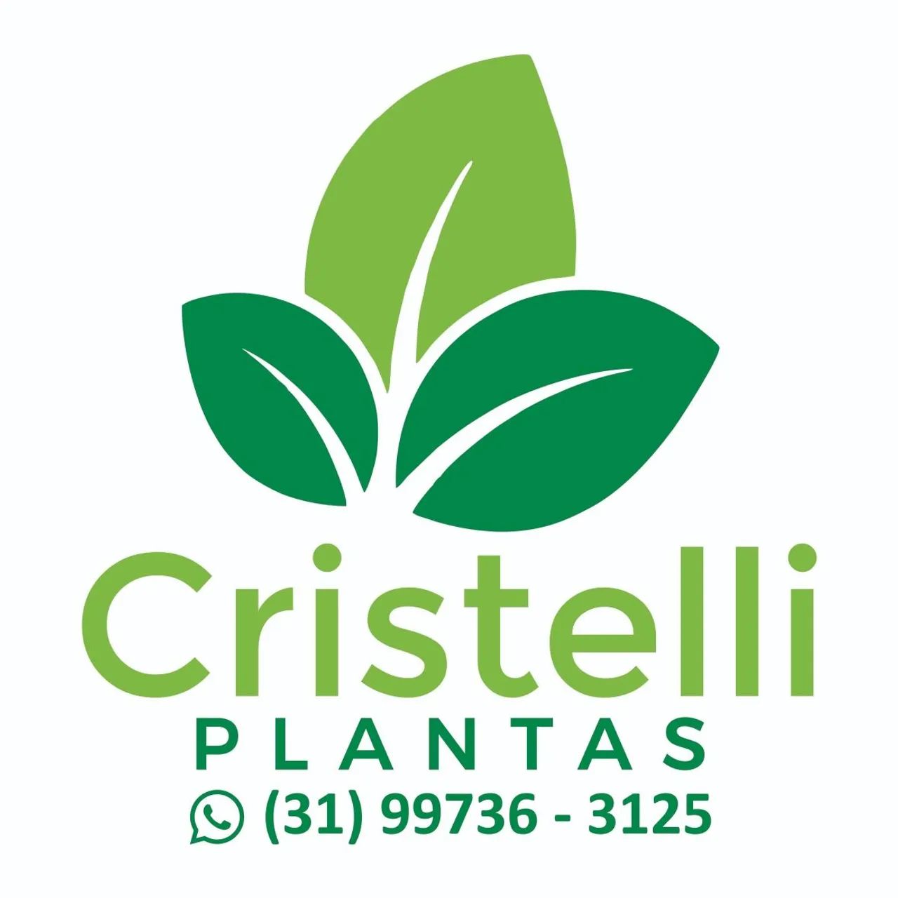 PALMEIRA RABO DE RAPOSA 3,5 M - Foto 4