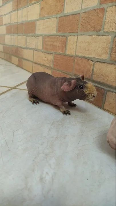 Porquinho da índia Skinny - Foto 4