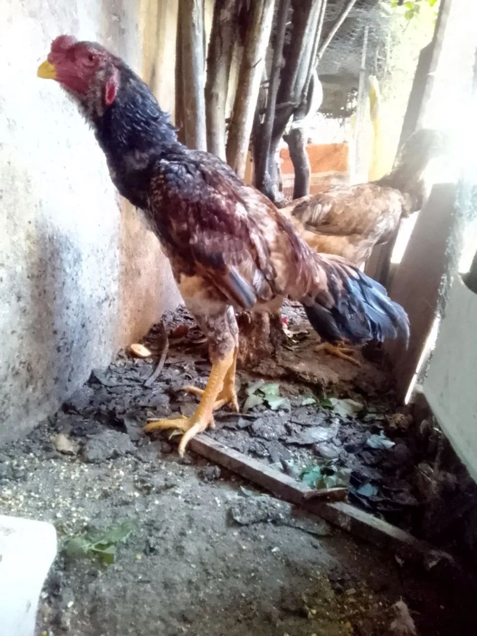 Galo de Raça para Criação - Foto 6