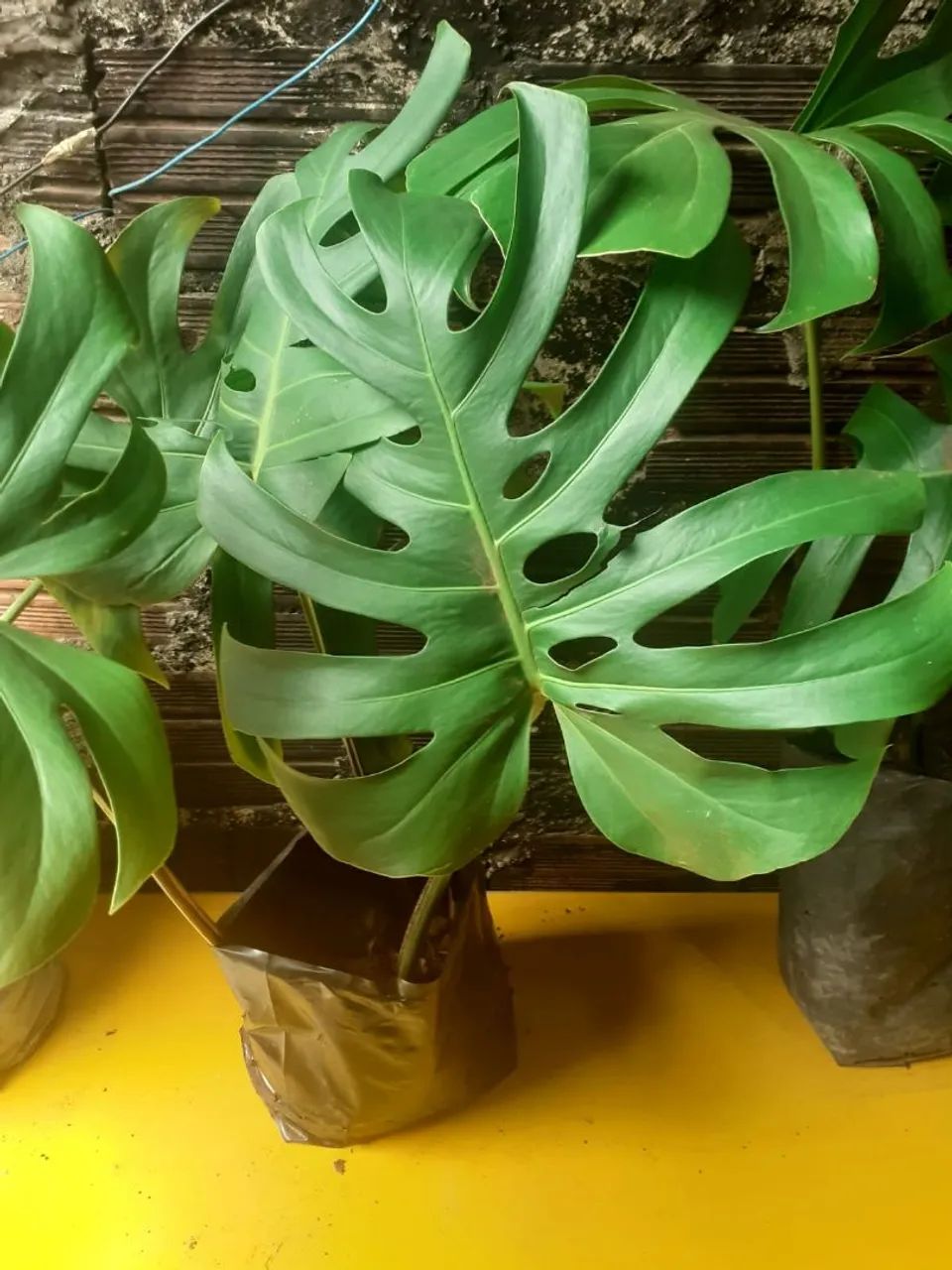 Planta Monstera Deliciosa costela de Adão - Foto 2