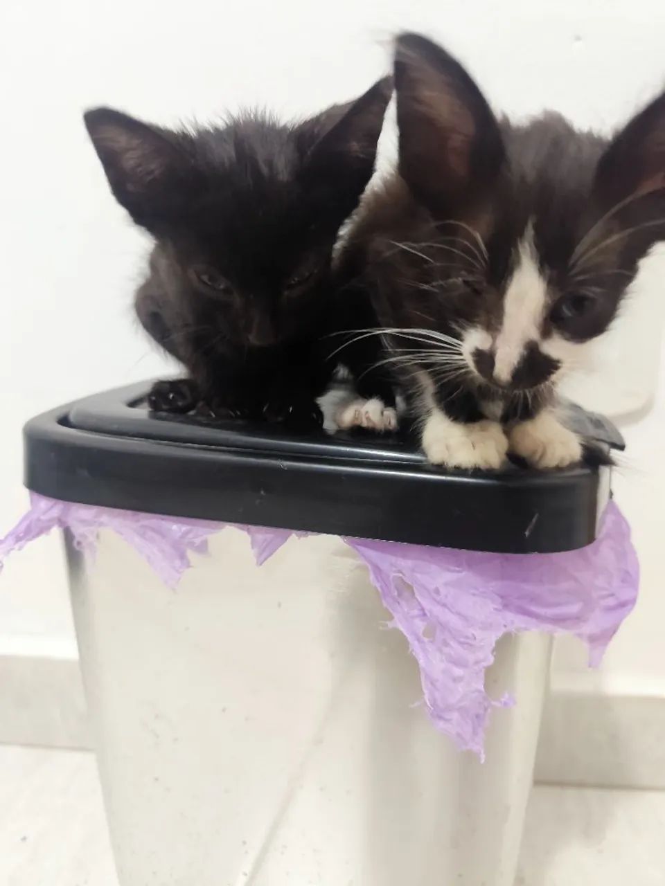 Doação de filhotes de gato, URGENTE - Foto 2