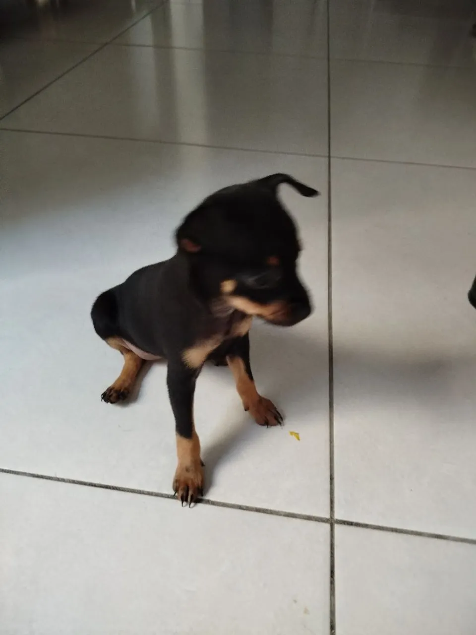 Filhote de Pinscher disponível 300,00