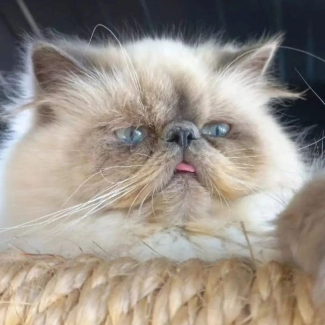 Persa Filhotes excelente linhagem  - Foto 4