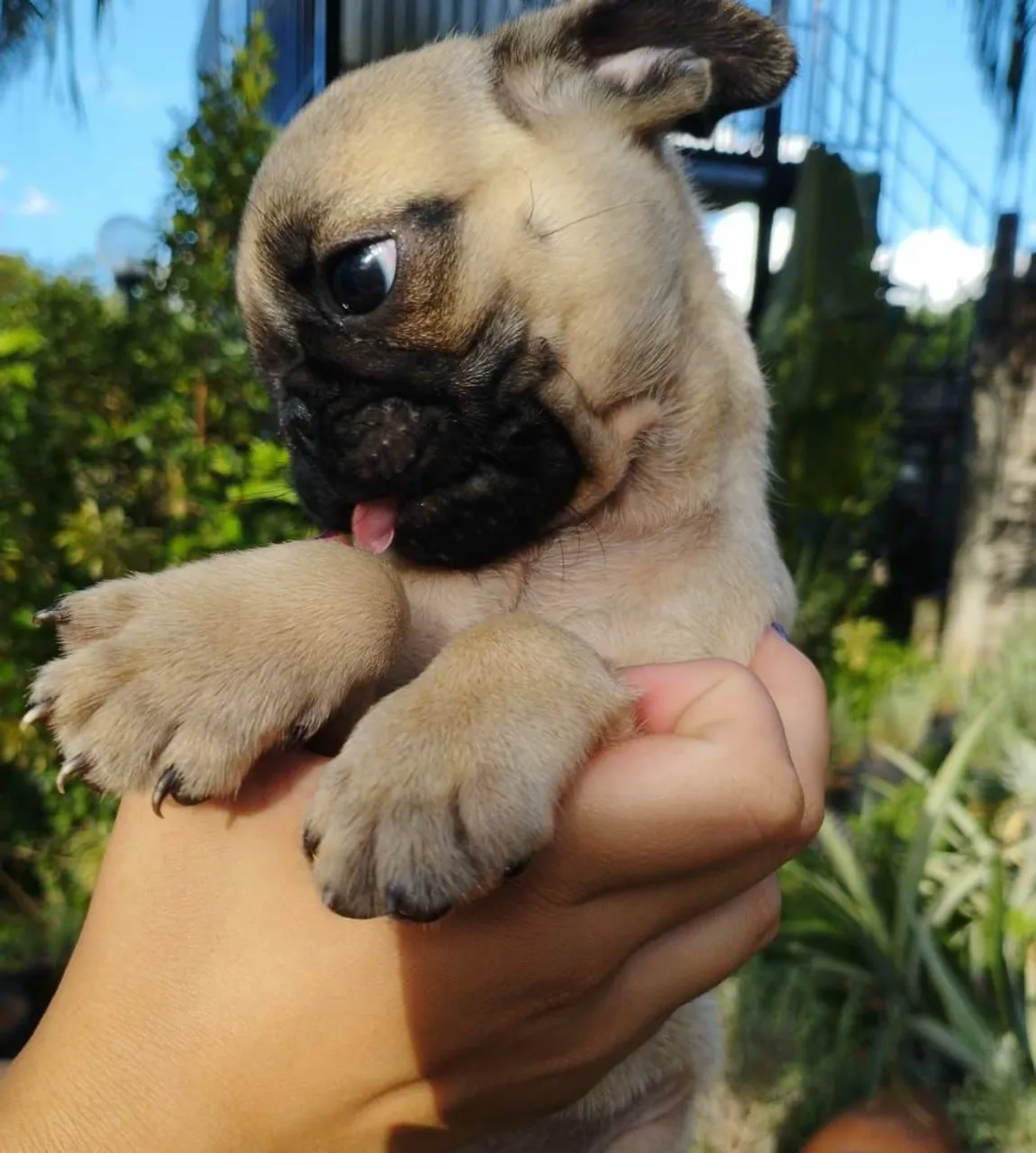 Filhotes de Pug Fêmea Vermífugada e Vacinada com 60 dias a pronta entrega