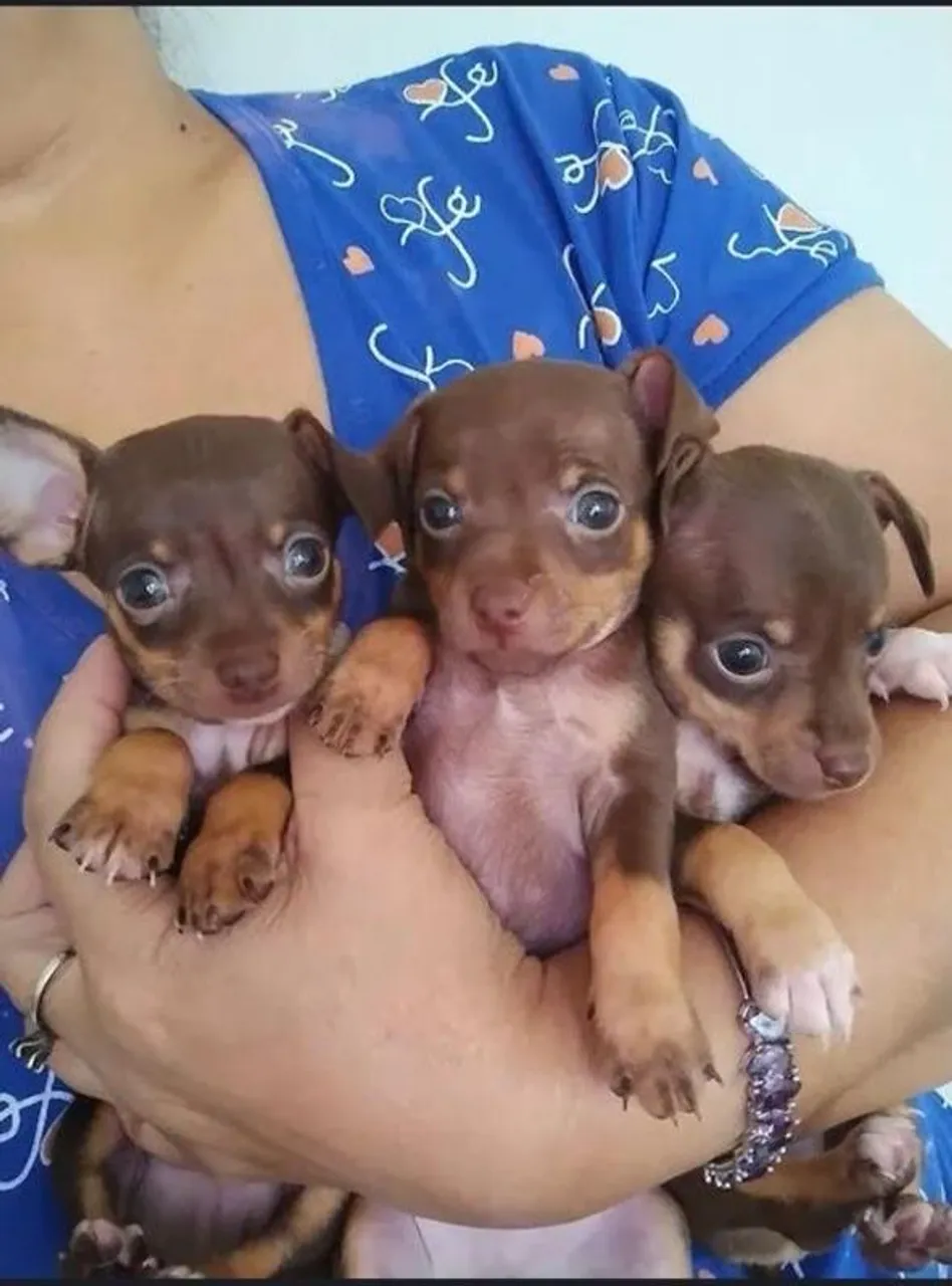 Filhotes de Pinscher Miniatura