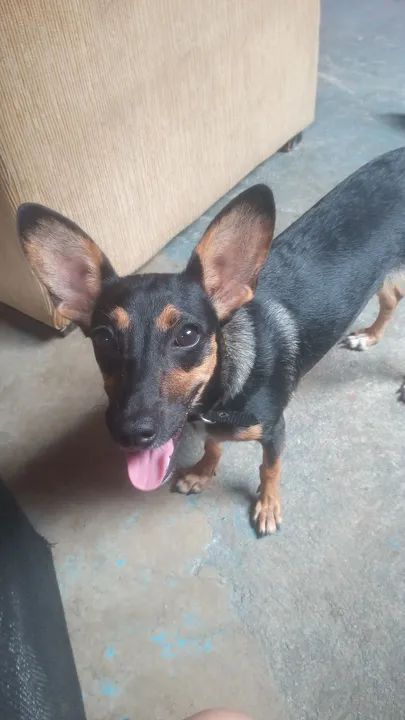 Adoção responsável 