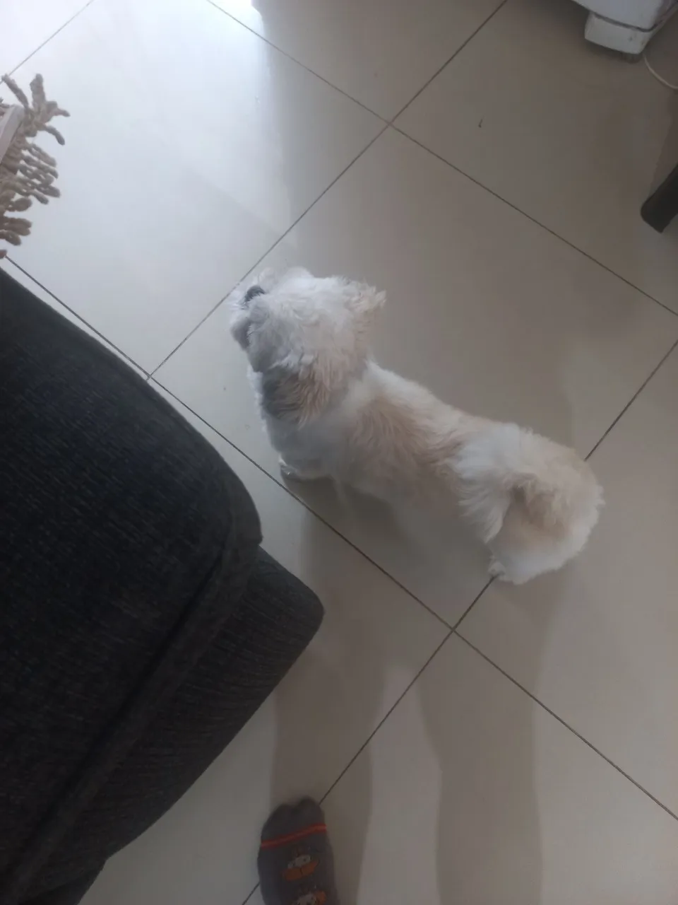 Cachorro Shih Tzu fêmea para venda
