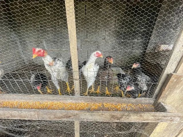Galinhas caipiras A partir de 30-50  - Foto 6