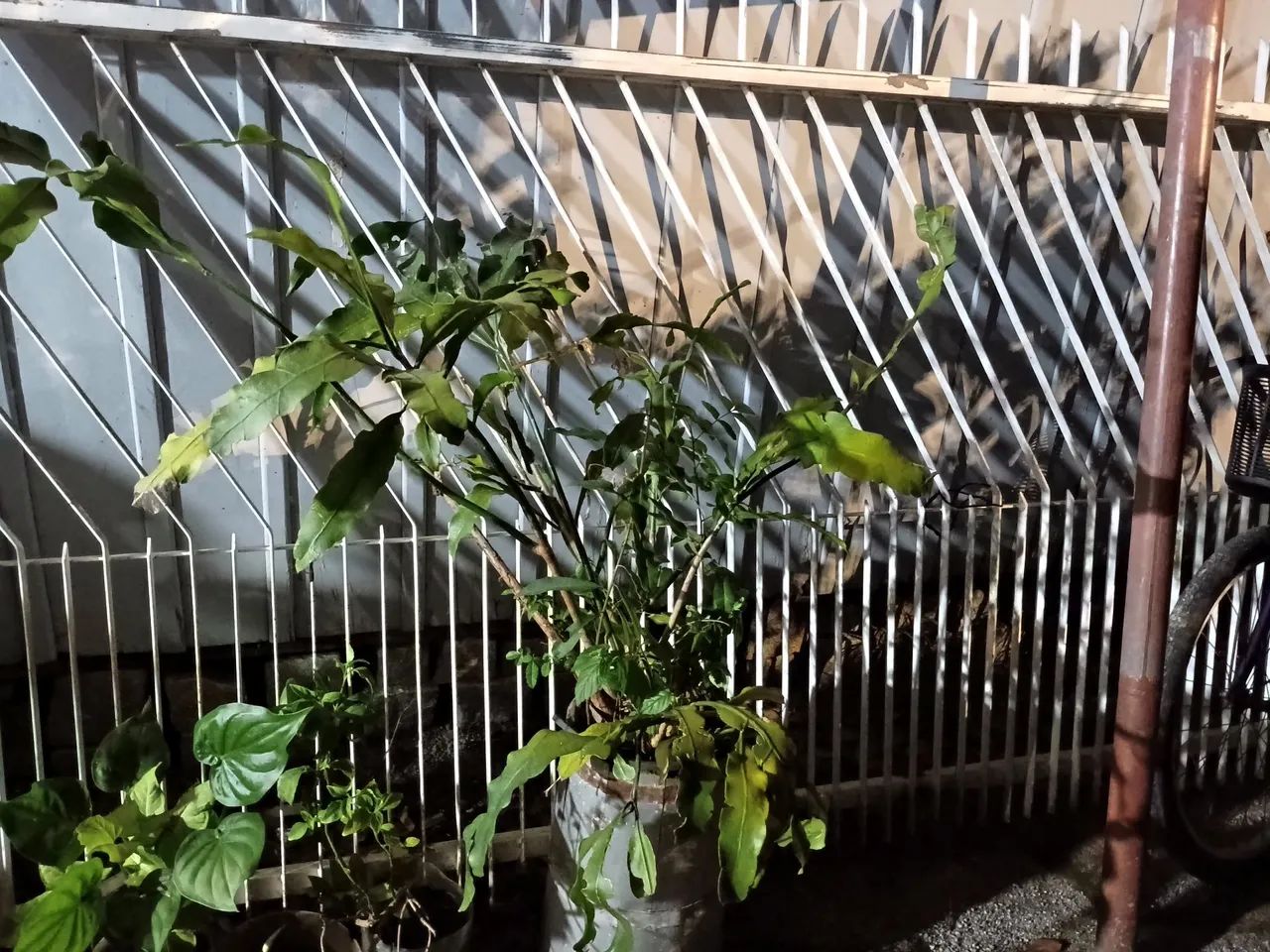 15 metros portão grades  - Foto 2