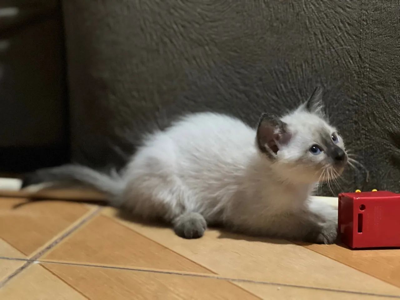 Doação de filhotinhos de gato  - Foto 6