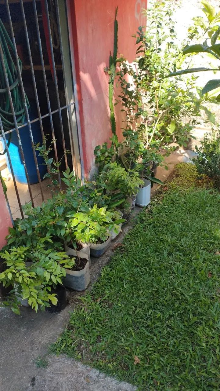Mudinhas de plantas - Foto 2