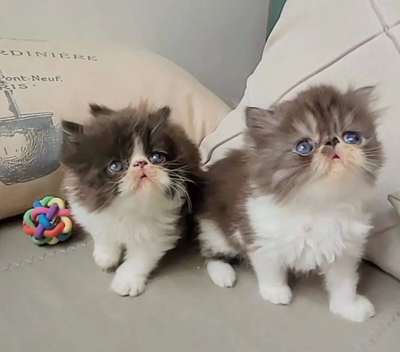 Persa Filhotes excelente linhagem  - Foto 3