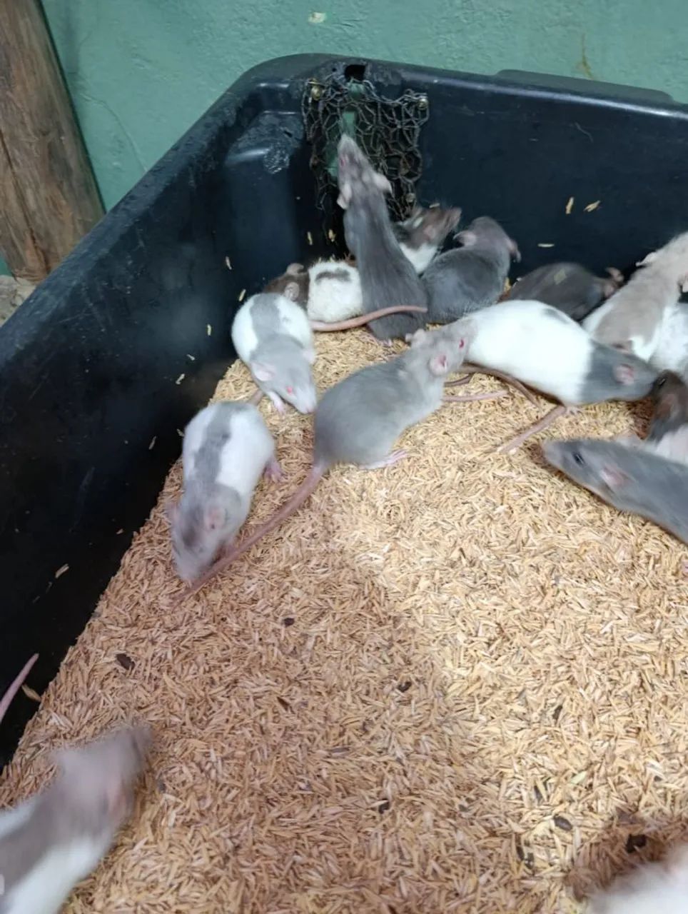 Mercol, Twister, Ratos - Foto 6