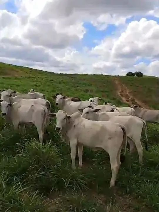 32 bezerras nelore.   280@ - Foto 2