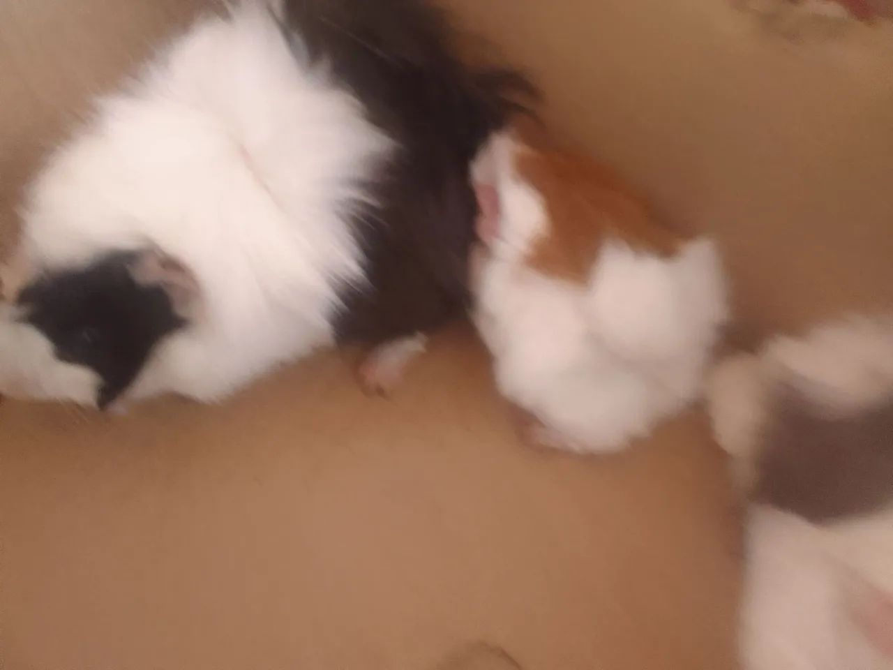 Porquinho da Índia  8564276693859202123