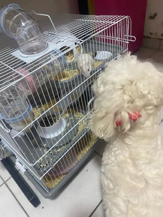 GAIOLA HAMSTER - Foto 3