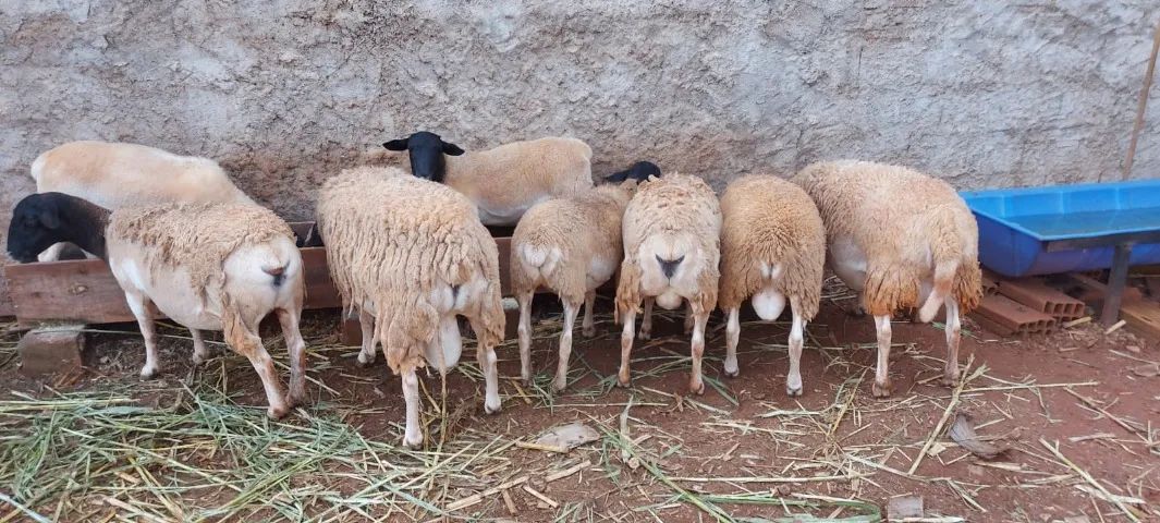 Cordeiro dorper  - Foto 3