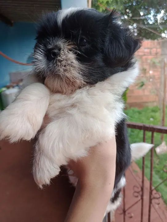 Filhote Lhasa Apso  macho Lindíssimo