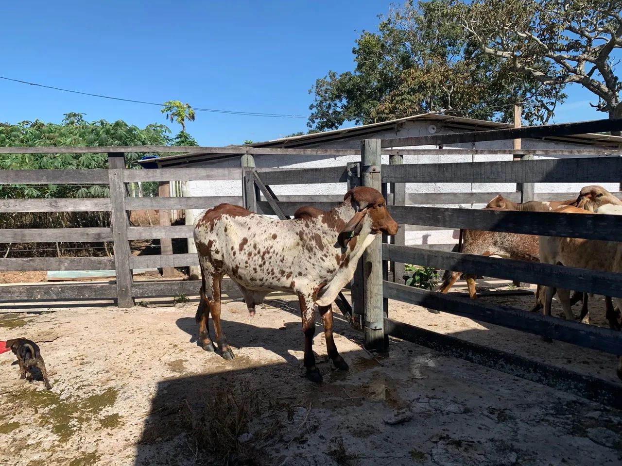 Bezerros e bezerras gir e cruzados para venda - Foto 3