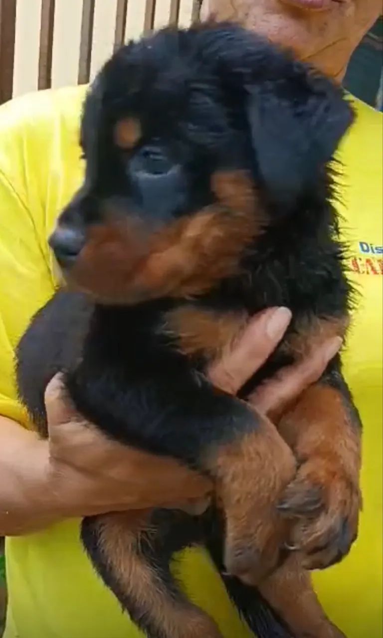 Rottweiler cabeça de touro