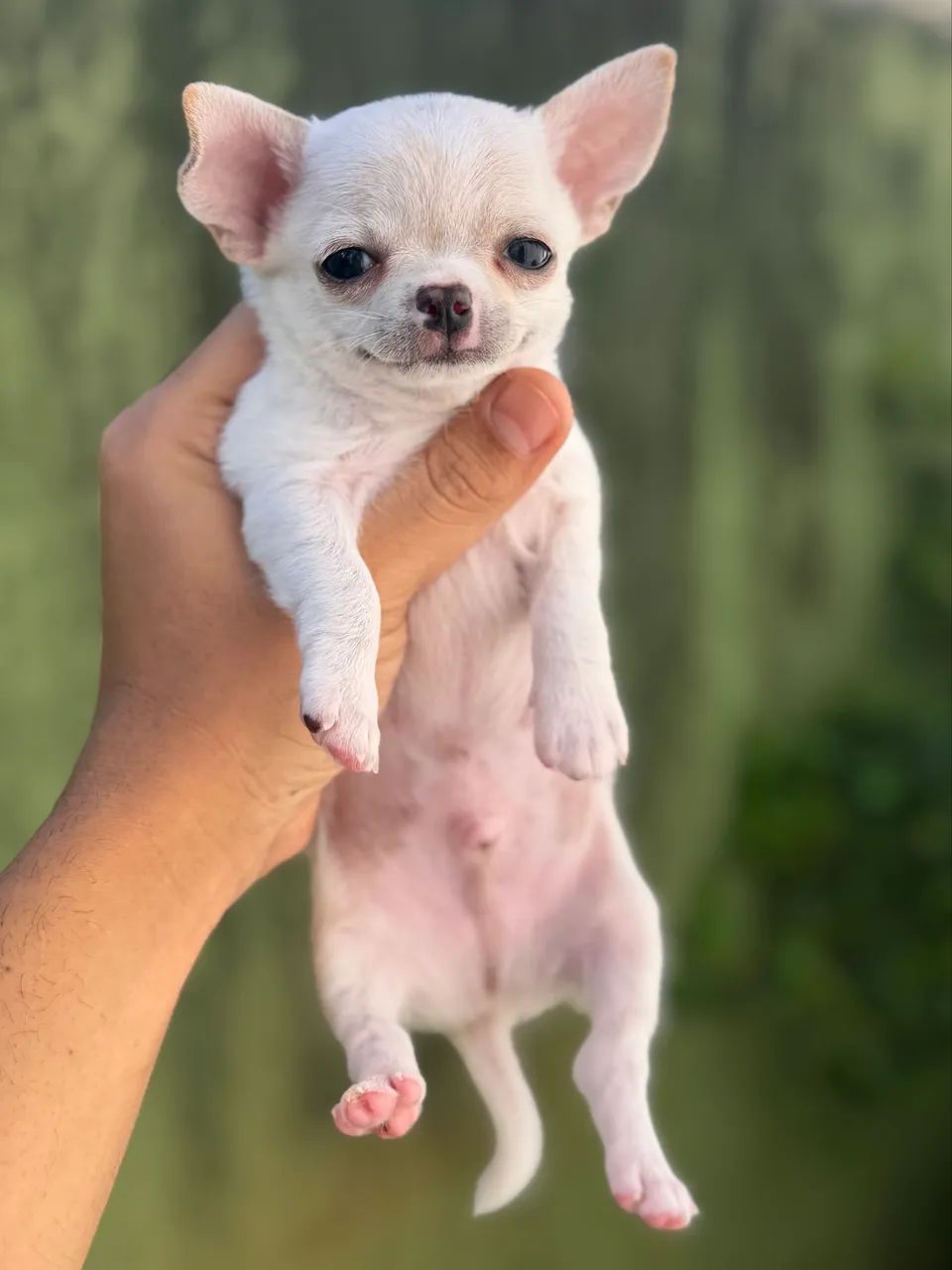 Chihuahua MACHO creme  - Foto 2