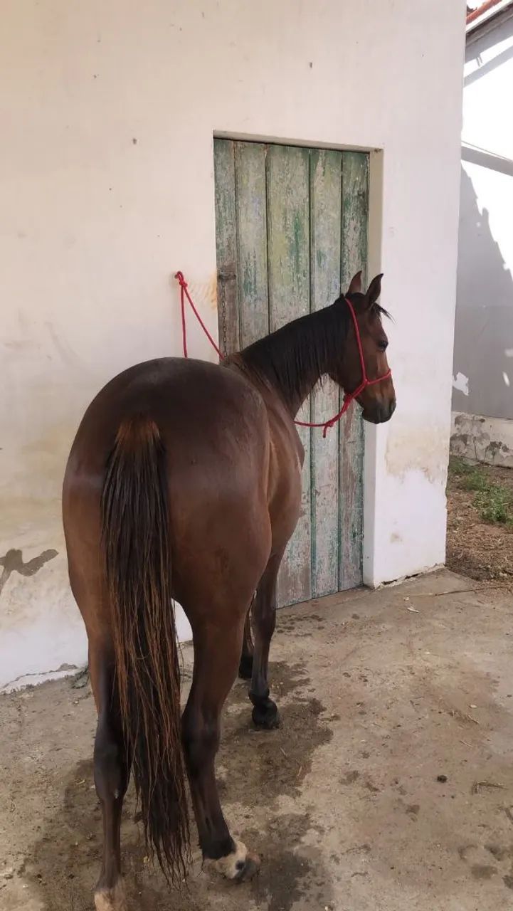 Potra
