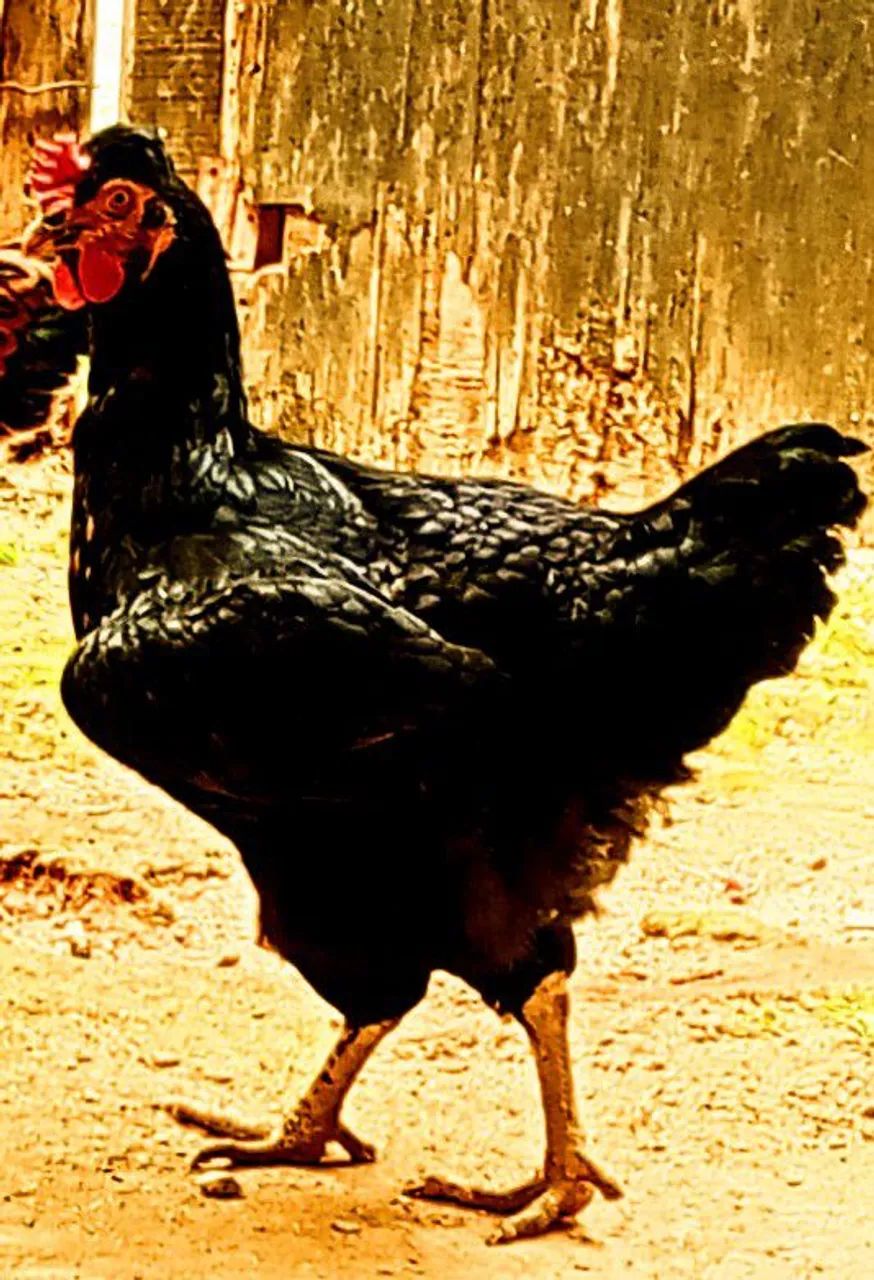 Vende-se matriz galinha GSB POLARCO E GSB TRADICIONAL. - Foto 5