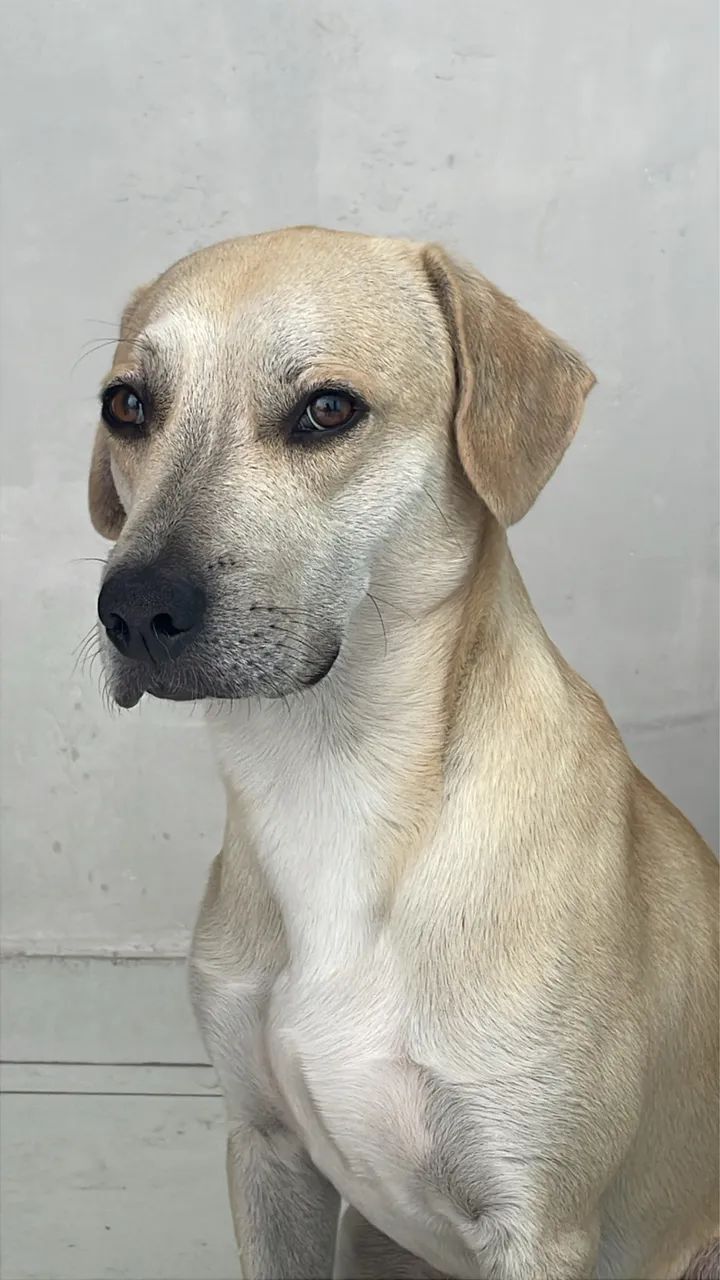 Adoção responsável - Cachorro Thor - Foto 2