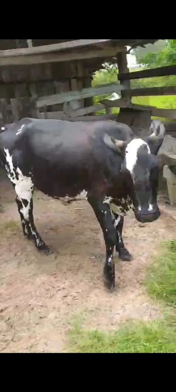 Vaca de leite  - Foto 3