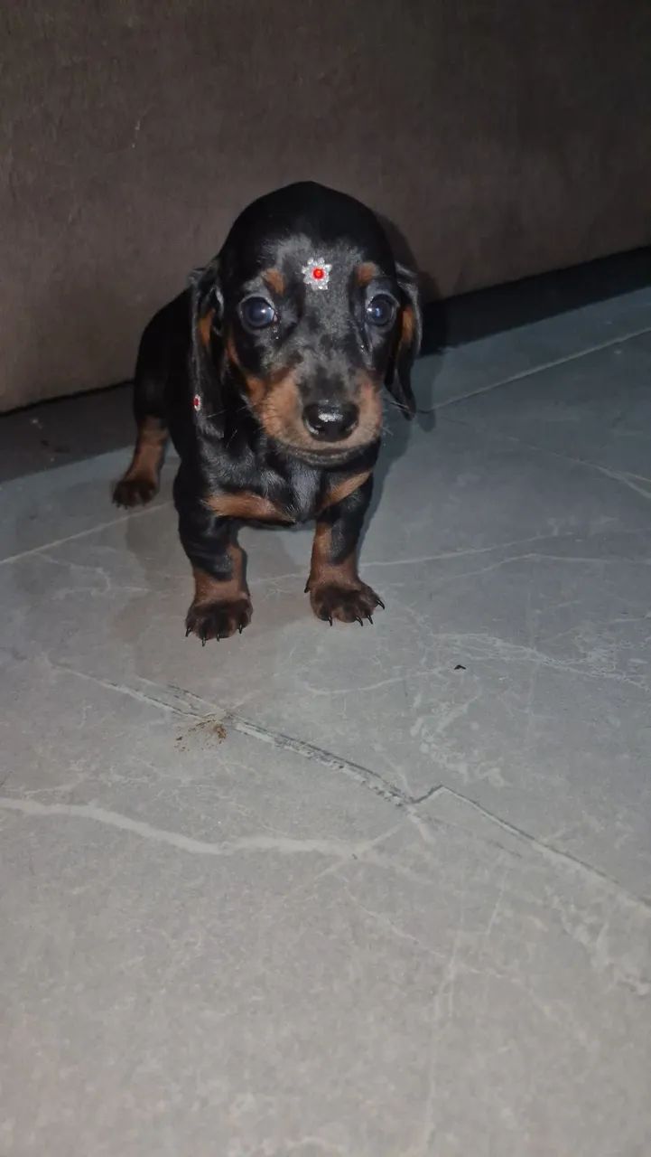 Teckel  - Foto 2