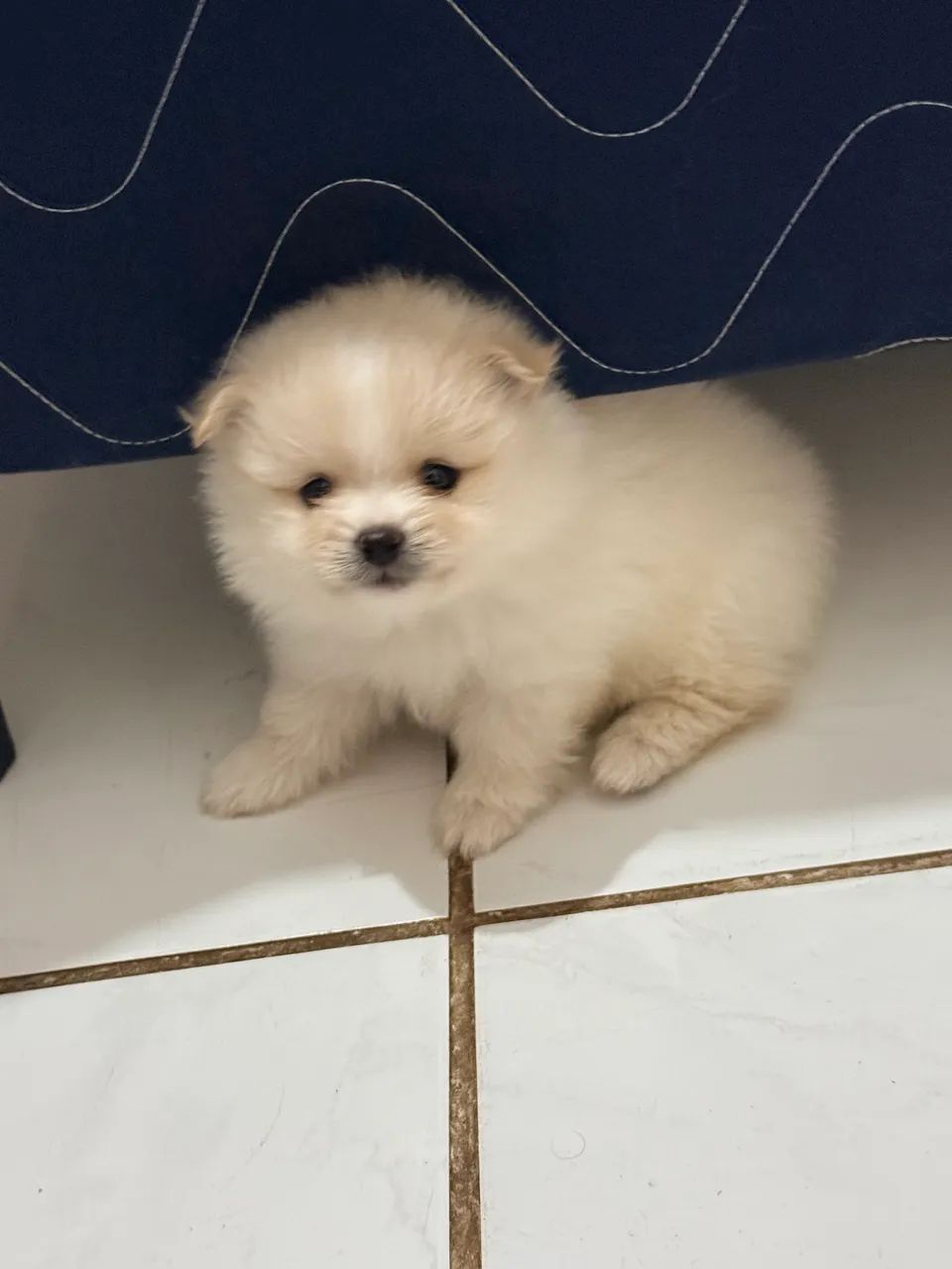 Filhotes de Spitz Alemão  - Foto 4