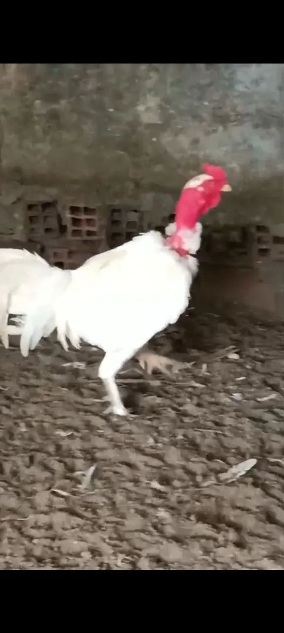 Galo