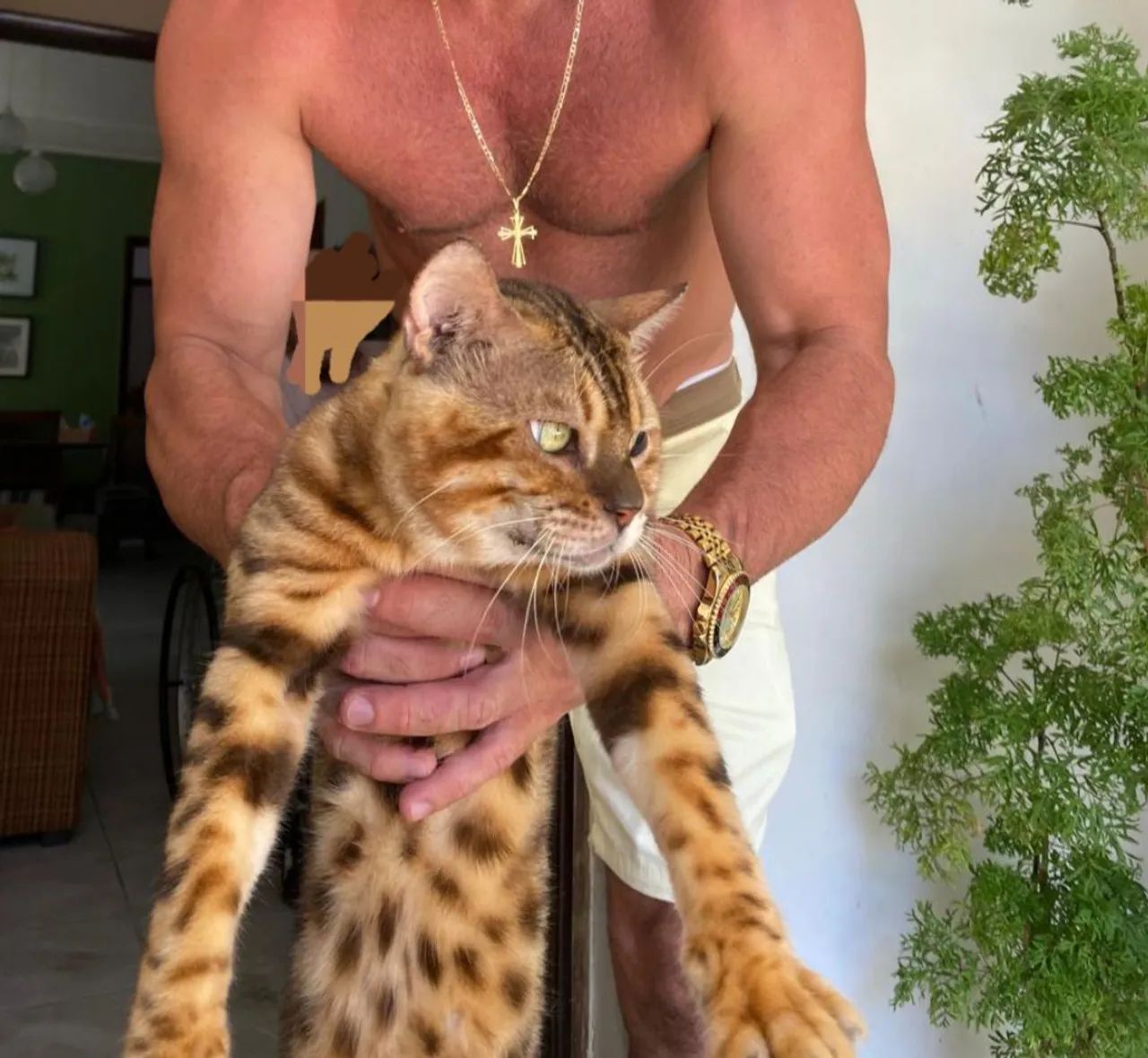 Gato Bengal  - Foto 4