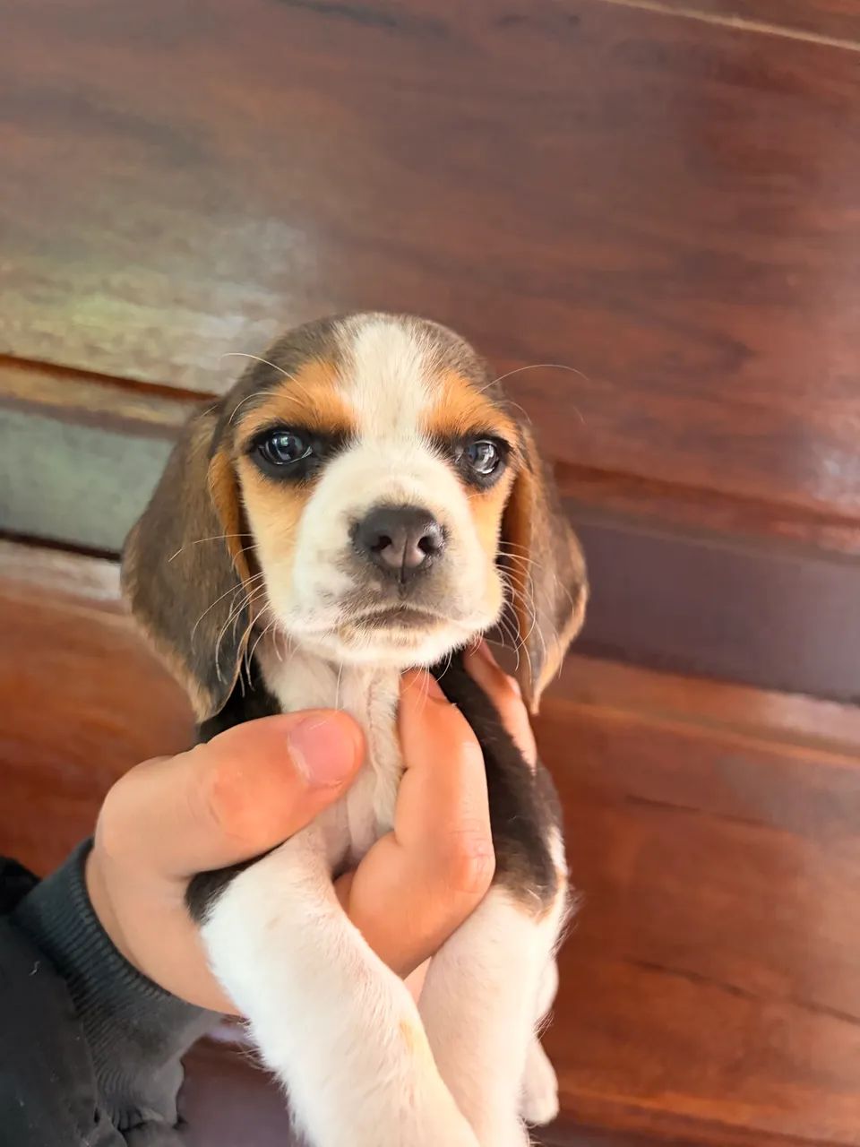 Beagle macho  - Foto 3