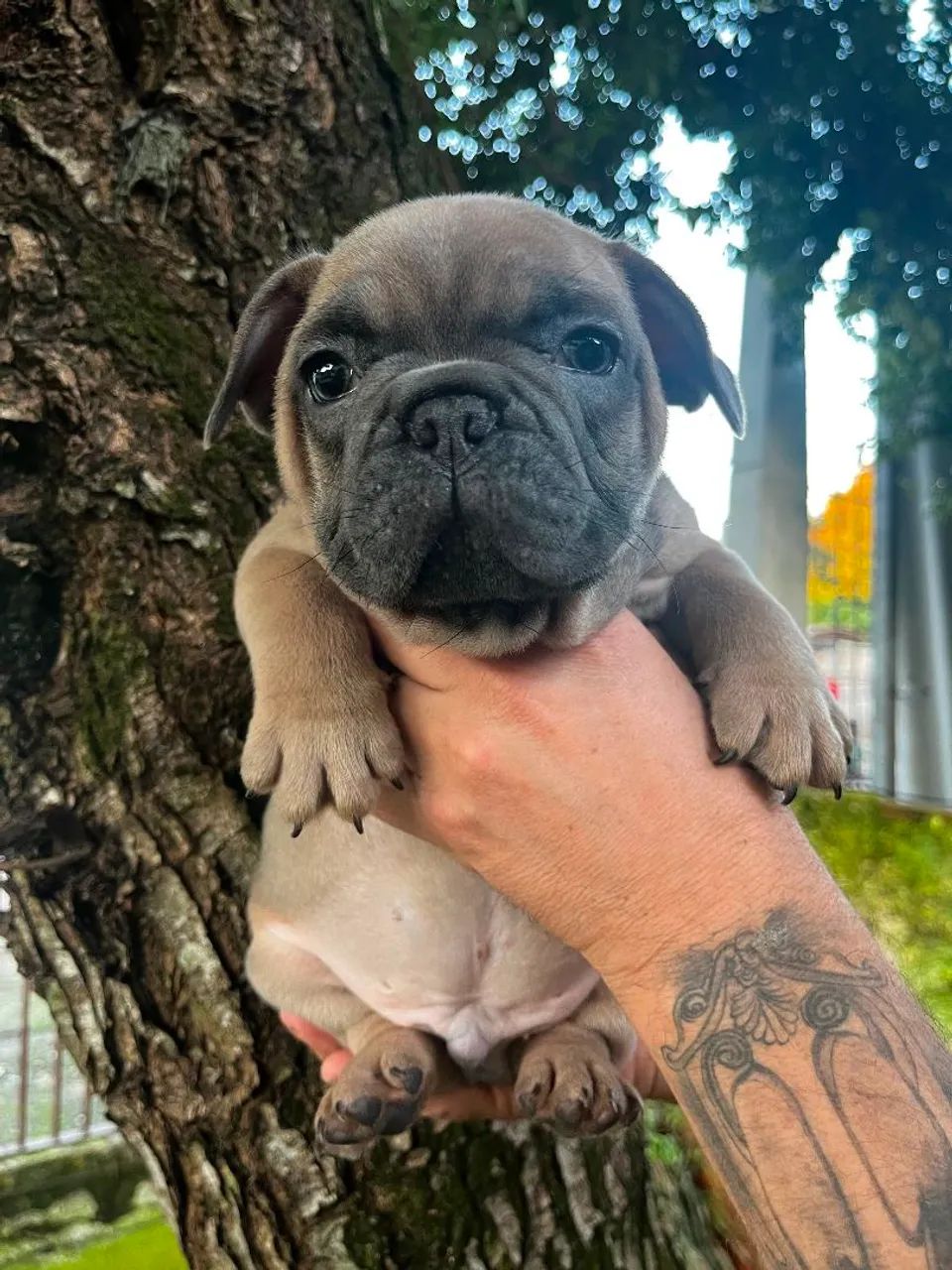 Buldogue francês  - Foto 2