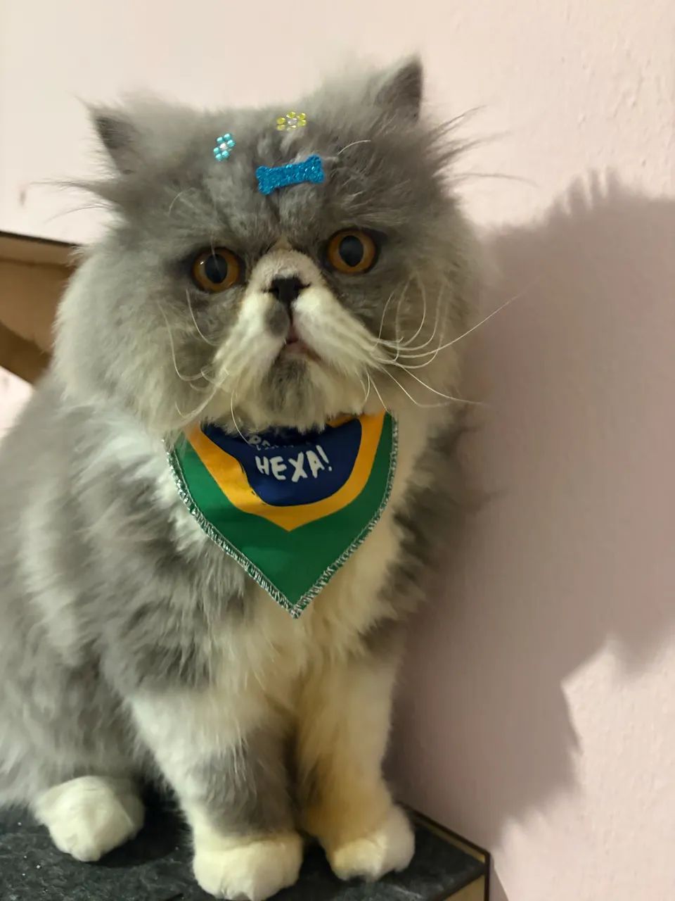 Gato persa 