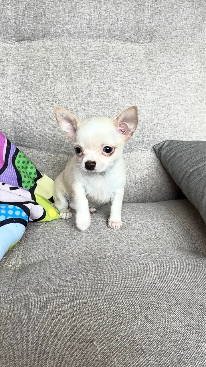 Chihuahua  - Foto 3