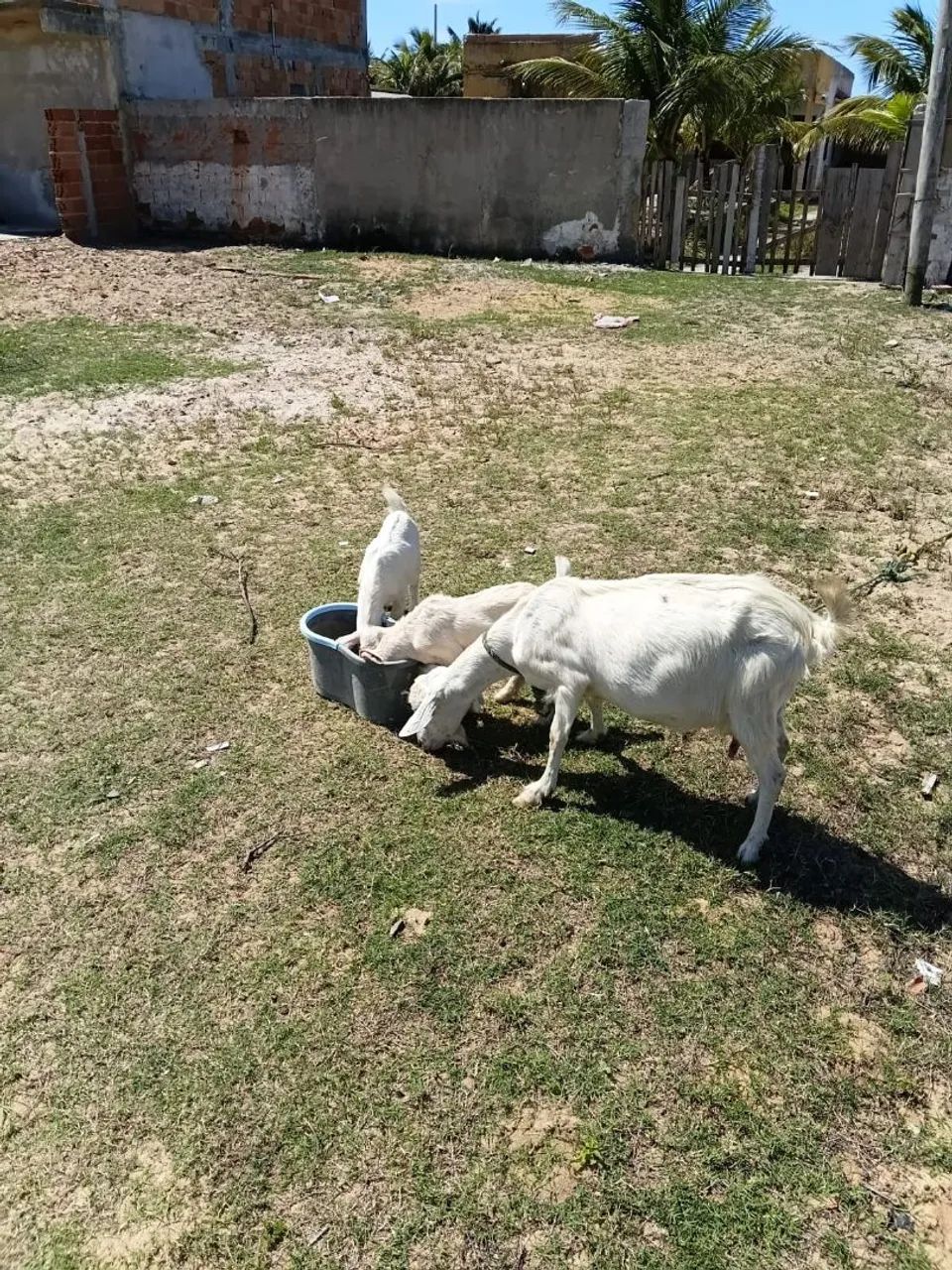 1 cabra com 2 filhotes  - Foto 3