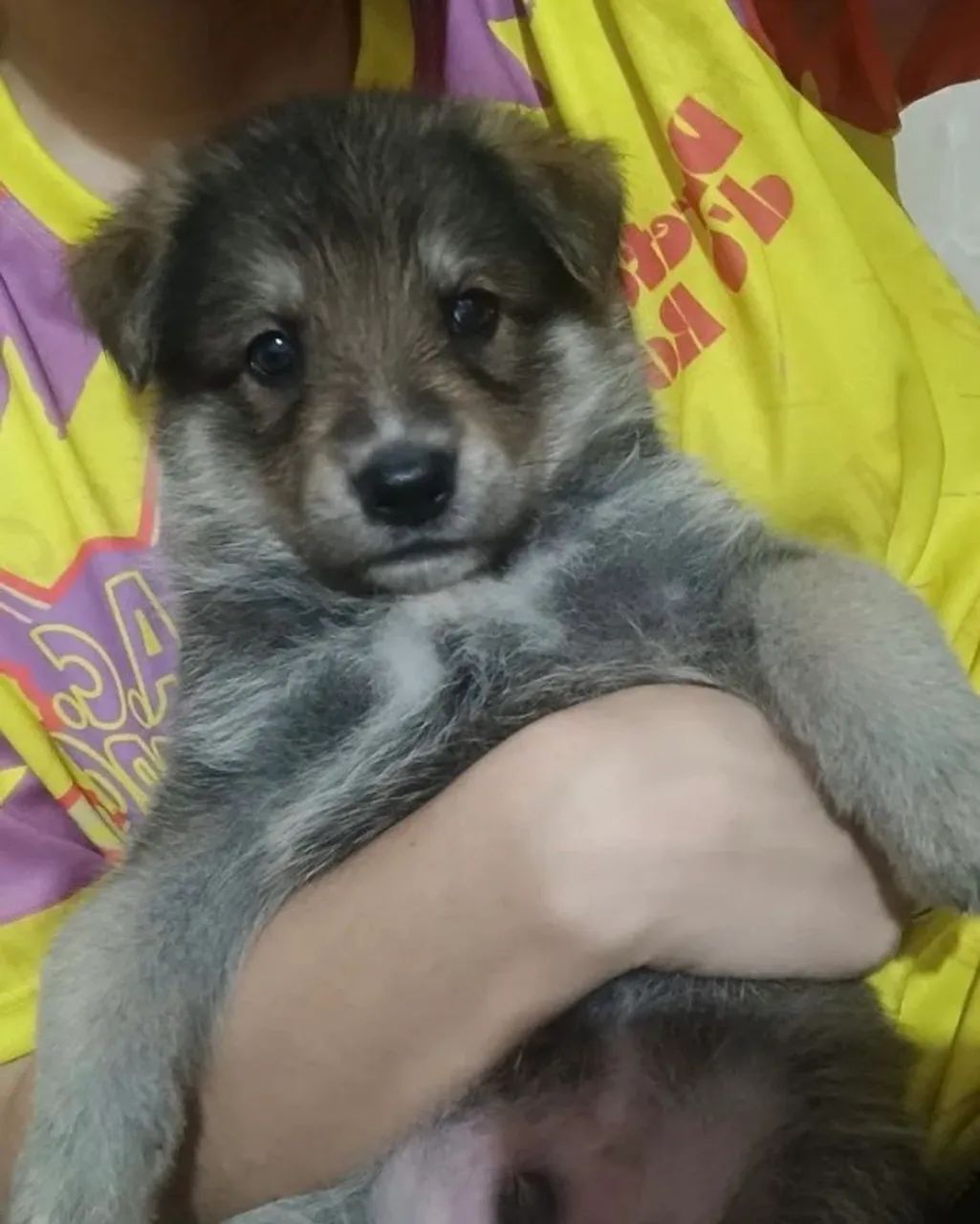 Cachorro - Foto 3