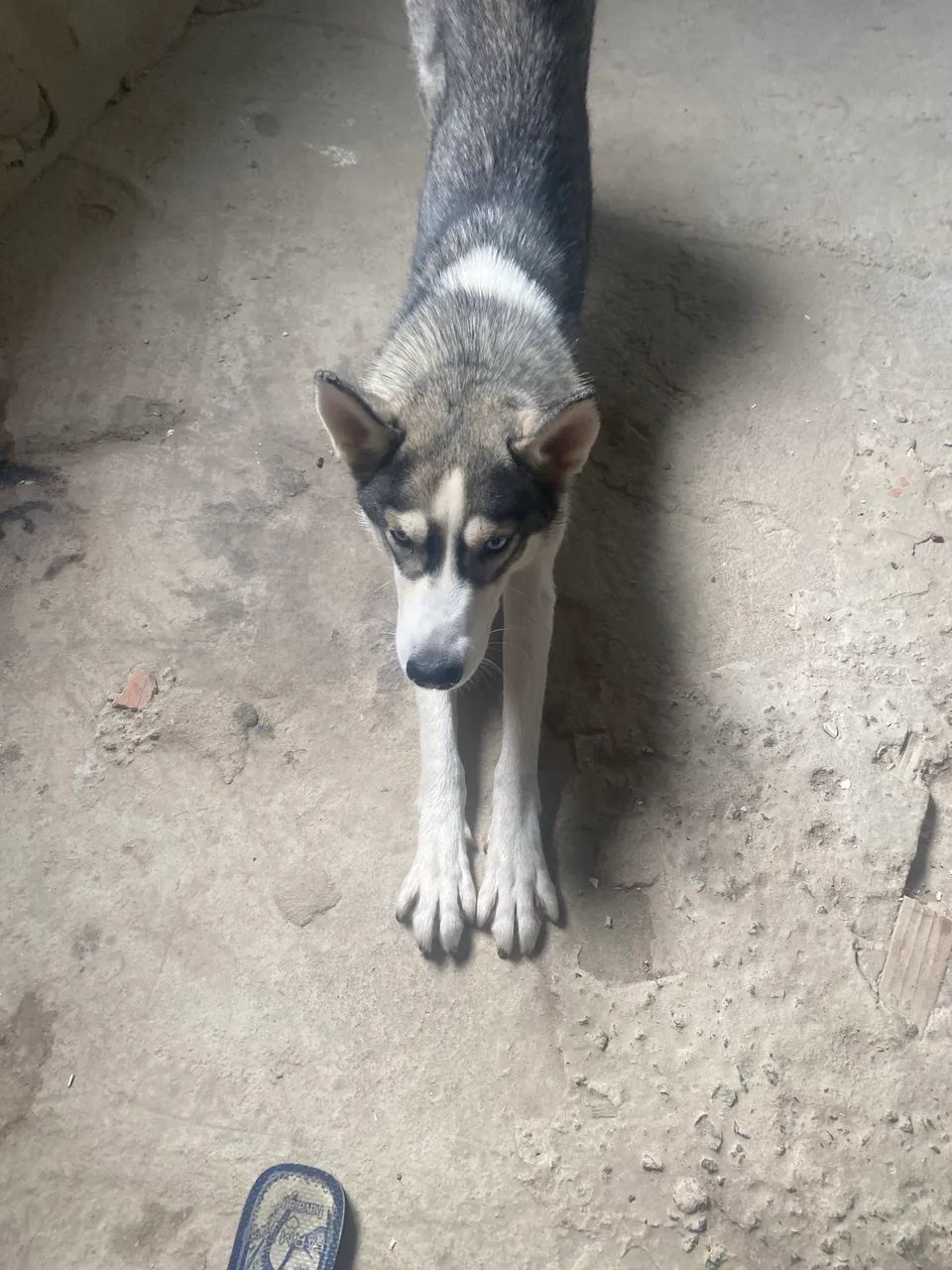 Doação de Husky Fêmea LEIA O ANÚNCIO ANTES DE ME ENCHER DE MENSAGENS  - Foto 2
