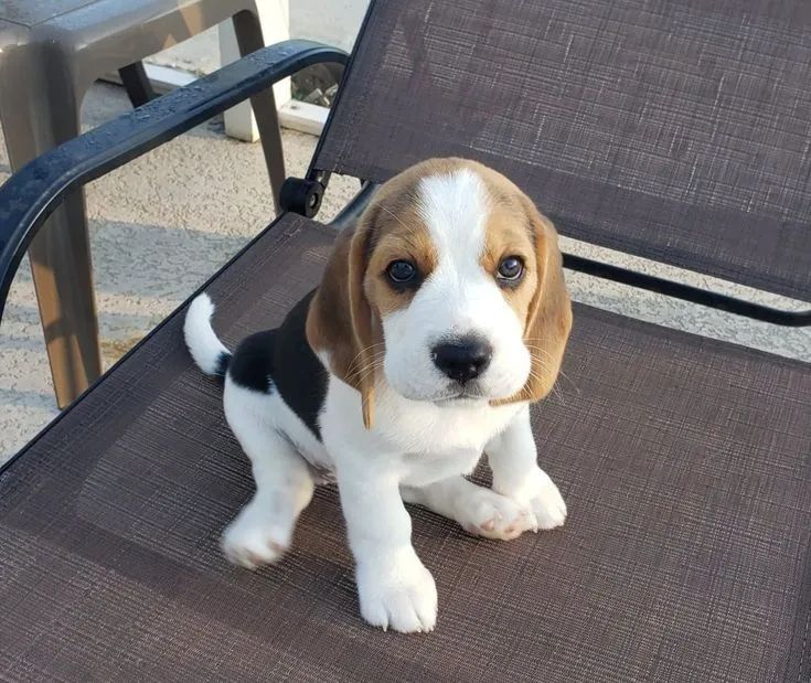 Beagle amoroso e elétrico 