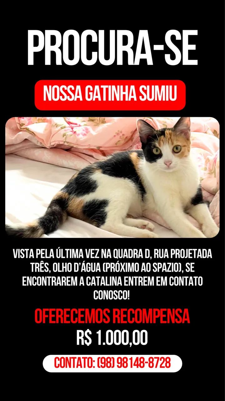 Gatinha desaparecida 