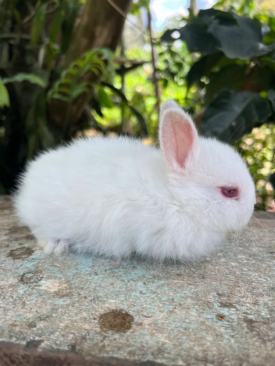 Mini coelho Netherland Padrão Pet  - Foto 3