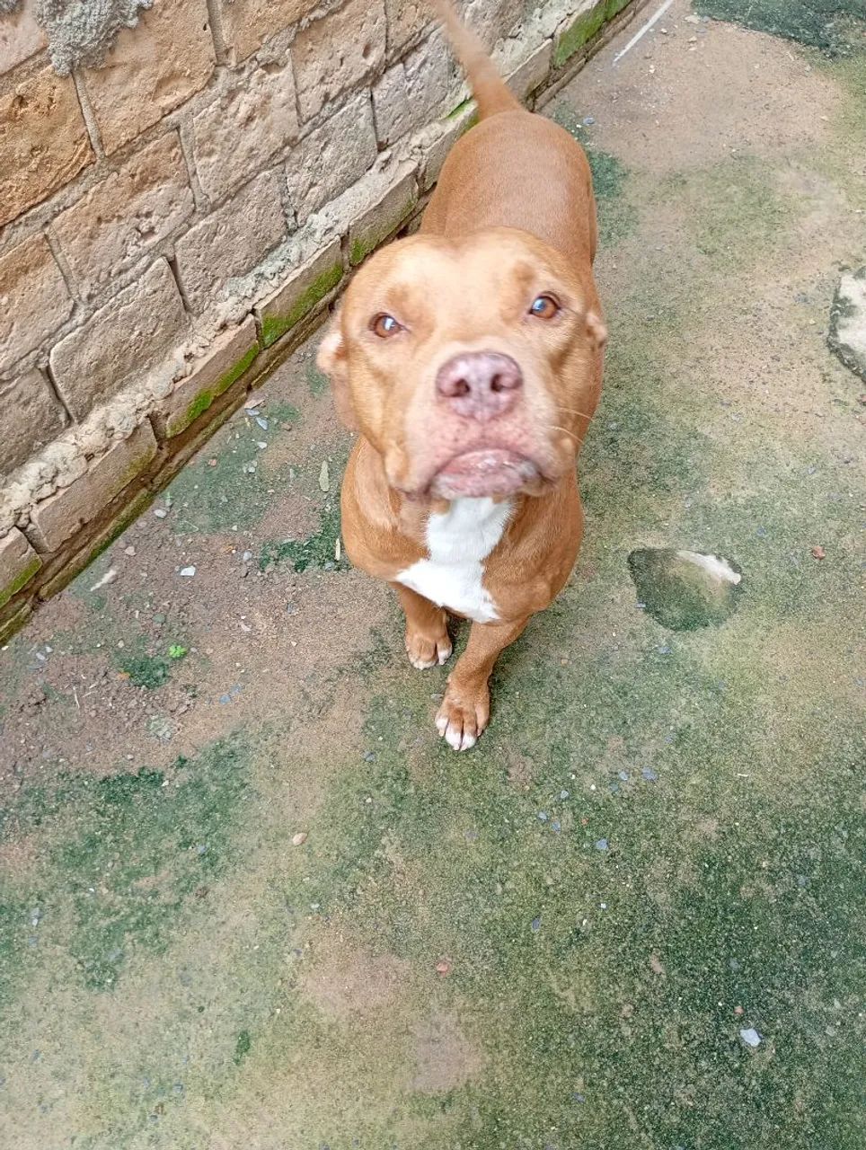 Cachorro 