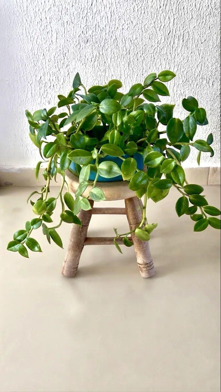 Vendo Plantas Pendentes 1 - Foto 4