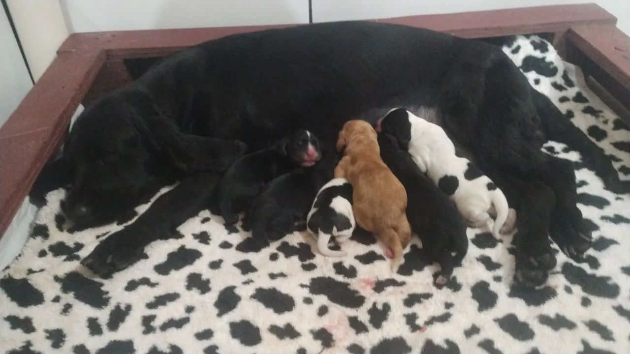 Filhotes de cocker spaniel 