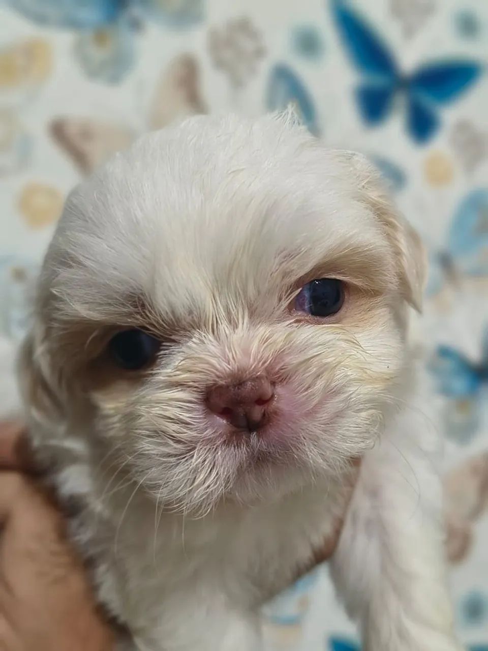 Filhotes de shih tzu - Foto 4