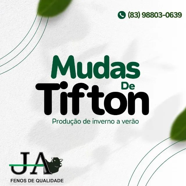Mudas de tifton 